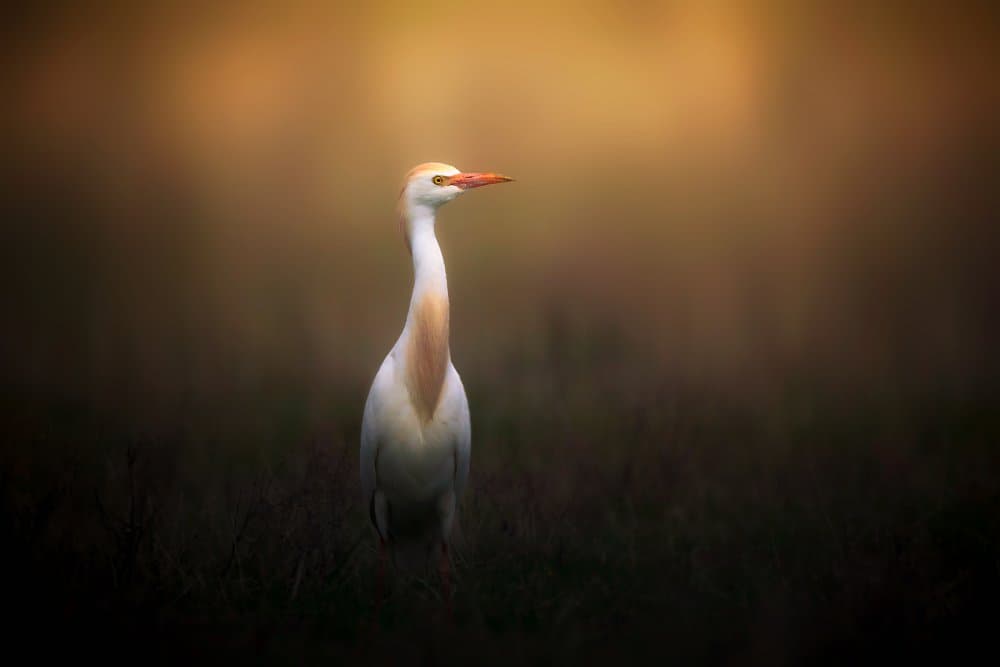Golden Light Egret by Sina Pezeshki — canvas wall art