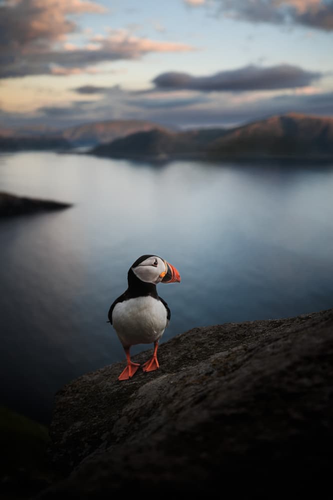 Puffin at Twilight by Magnus Renmyr — canvas wall art