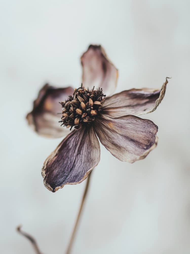 Wilted Elegance by Treechild — canvas wall art