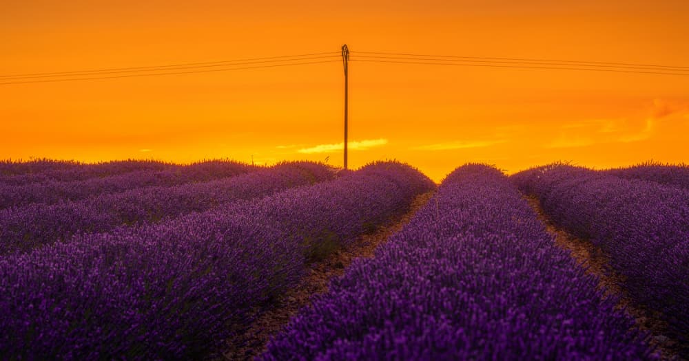 Lavender Sunset Field by Carlos Hernandez Martinez — canvas wall art