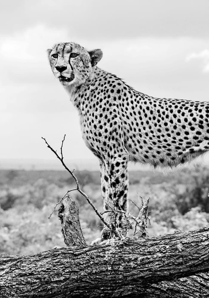 Savanna Cheetah Watch by Felicia Berlin — canvas wall art