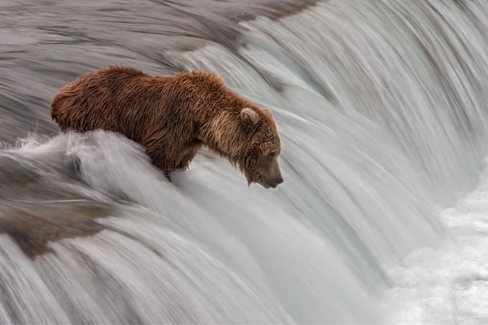 Brown Bear Waterfall by Nick Kalathas — canvas wall art