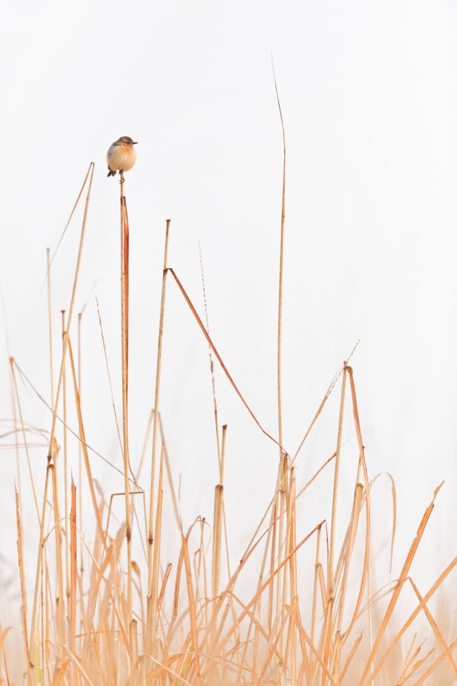 Minimalist Perched Bird by swapnil deshpande — canvas wall art