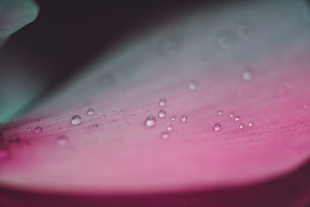 Dewy Pink Petal by Javier Pardina — canvas wall art