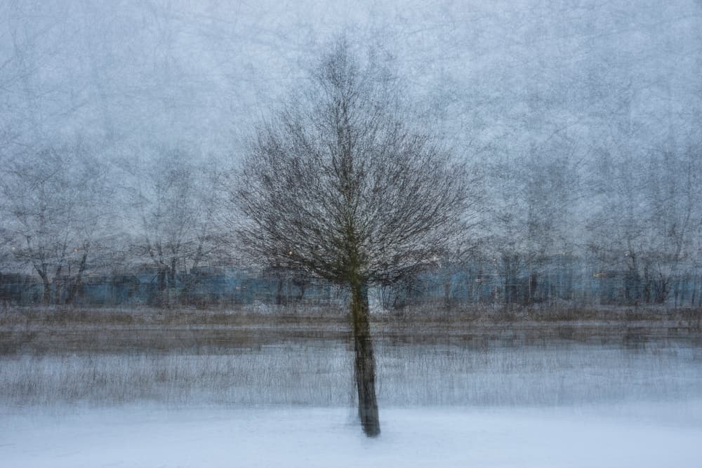 Winter Dream Tree by Arne Östlund — canvas wall art