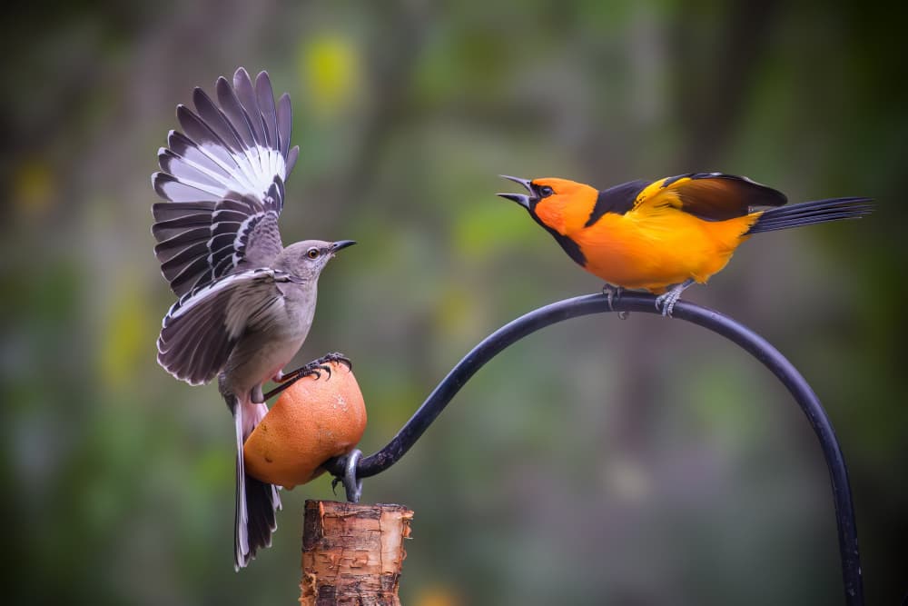 Oriole Mockingbird Showdown by Mike He — canvas wall art