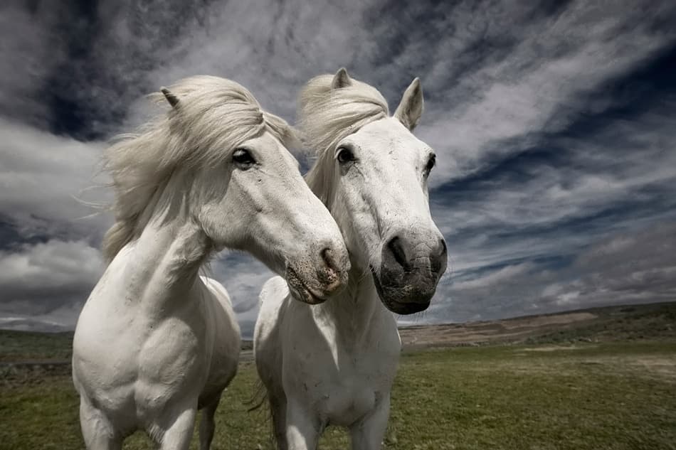 Majestic White Horses by Bragi Ingibergsson - BRIN — canvas wall art
