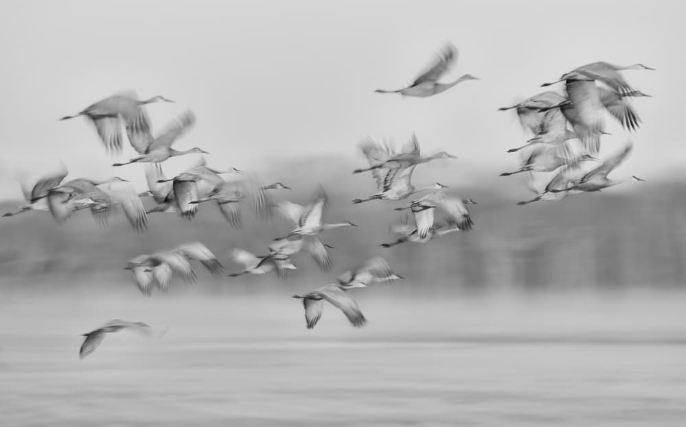 Graceful Crane Migration by Kevin Wang — canvas wall art
