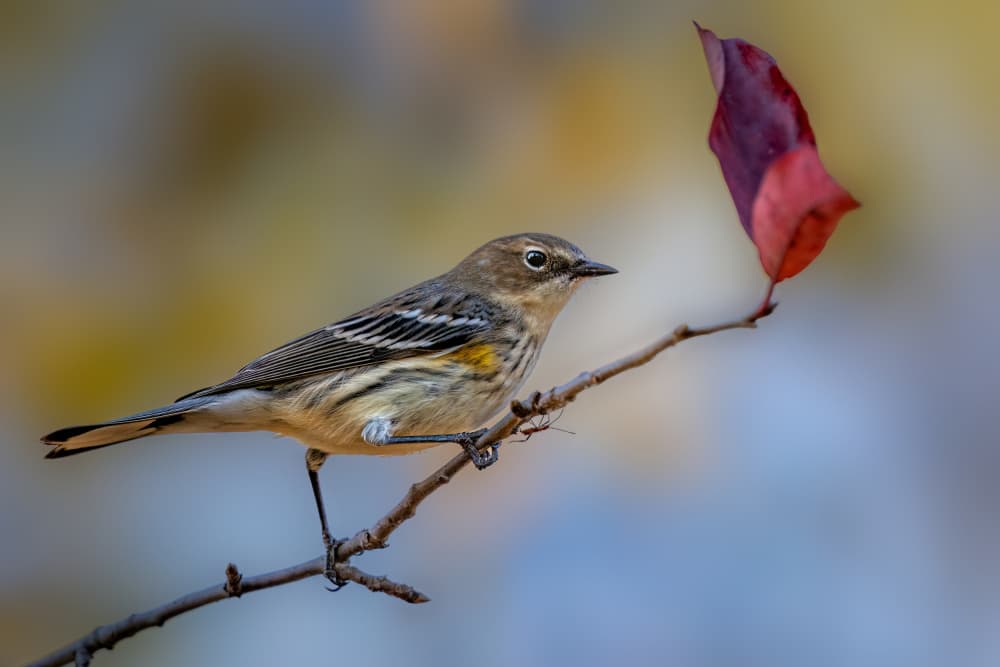 Yellow Warbler Autumn Branch by Jacob (Jian) Xu — canvas wall art