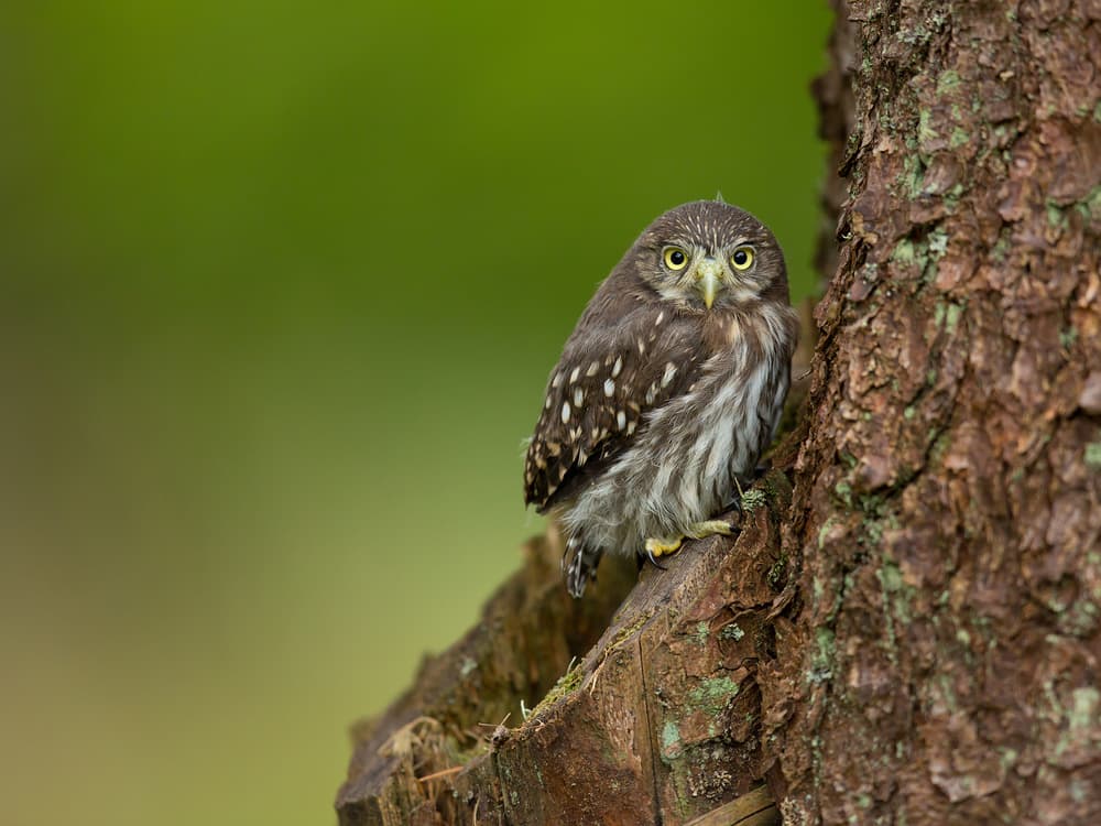 Curious Little Owl by Milan Zygmunt — canvas wall art