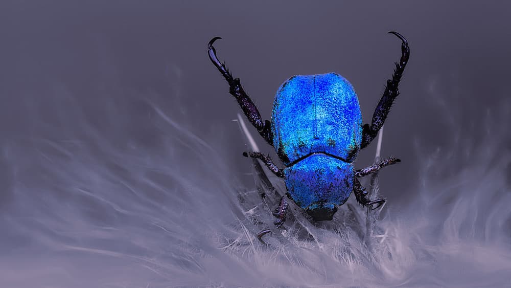 Iridescent Blue Beetle by Jimmy Hoffman — canvas wall art