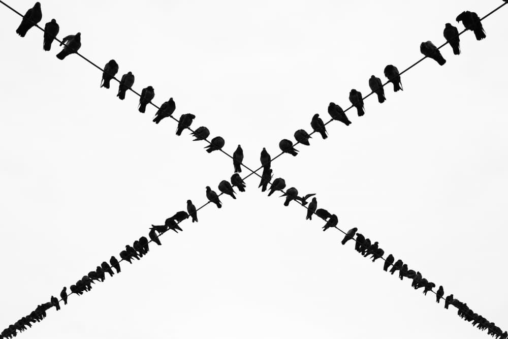 Birds On Crossed Wires by Ali Ayer — canvas wall art