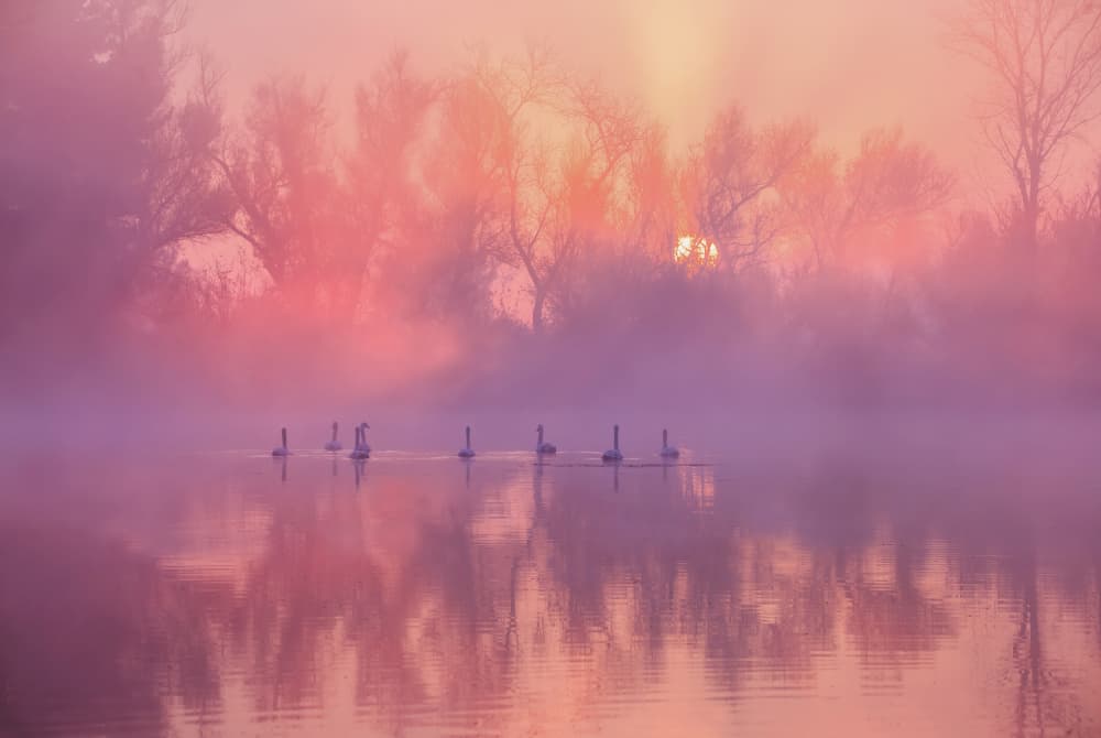 Swans Misty Morning by Wei Liu — canvas wall art