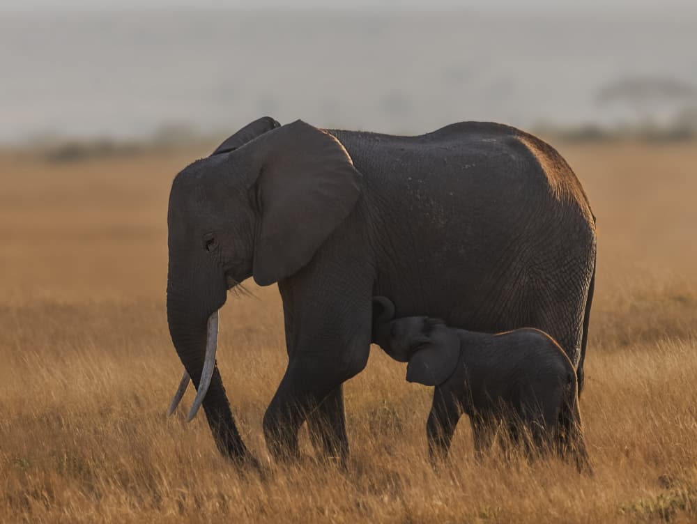 Mother Elephant Nursing by Jenny Qiu — canvas wall art