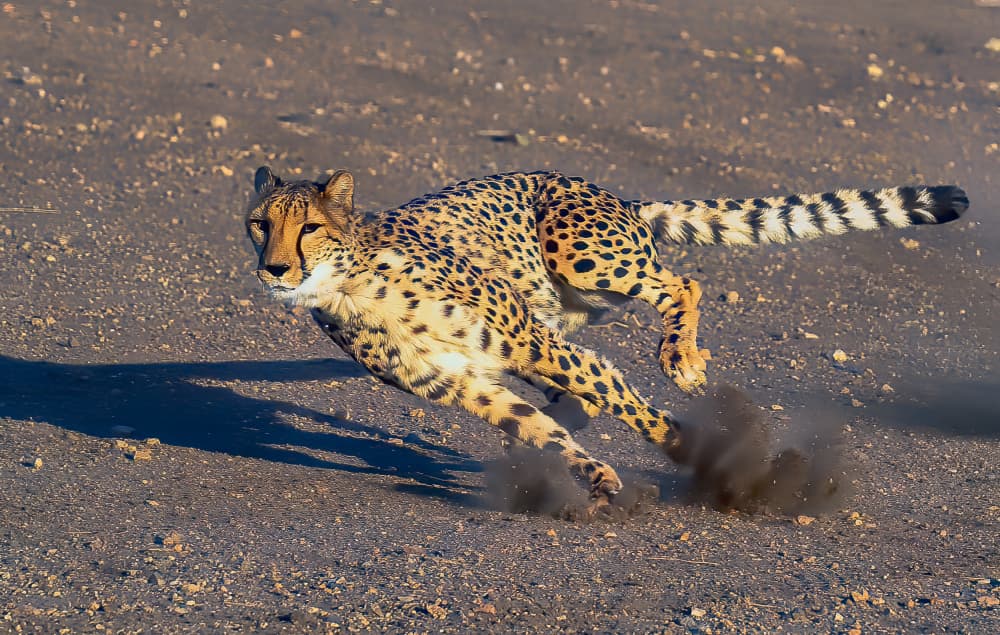 Cheetah by Johnson Huang — canvas wall art