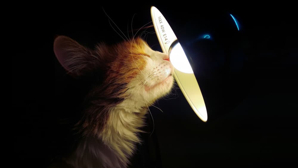 Peaceful Cat Glow by Felix Tchvertkin — canvas wall art