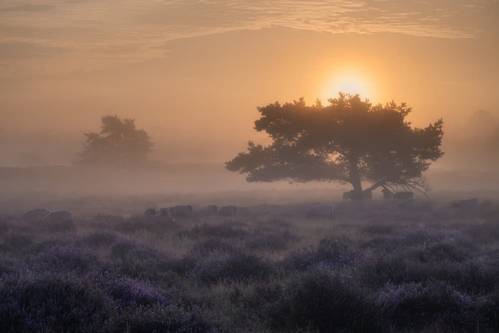 Misty Heather Sunrise by Adam Pachula — canvas wall art