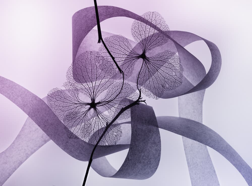 Delicate Lavender Curves by Shihya Kowatari — canvas wall art