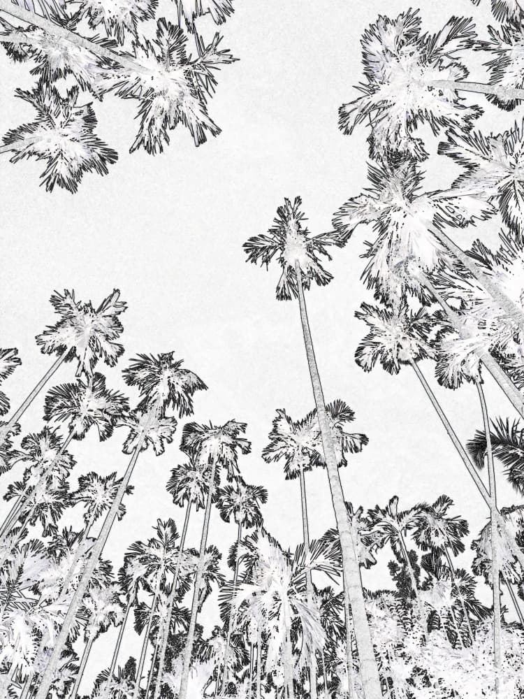 Sketched Palm Canopy by Santhosh ch — canvas wall art