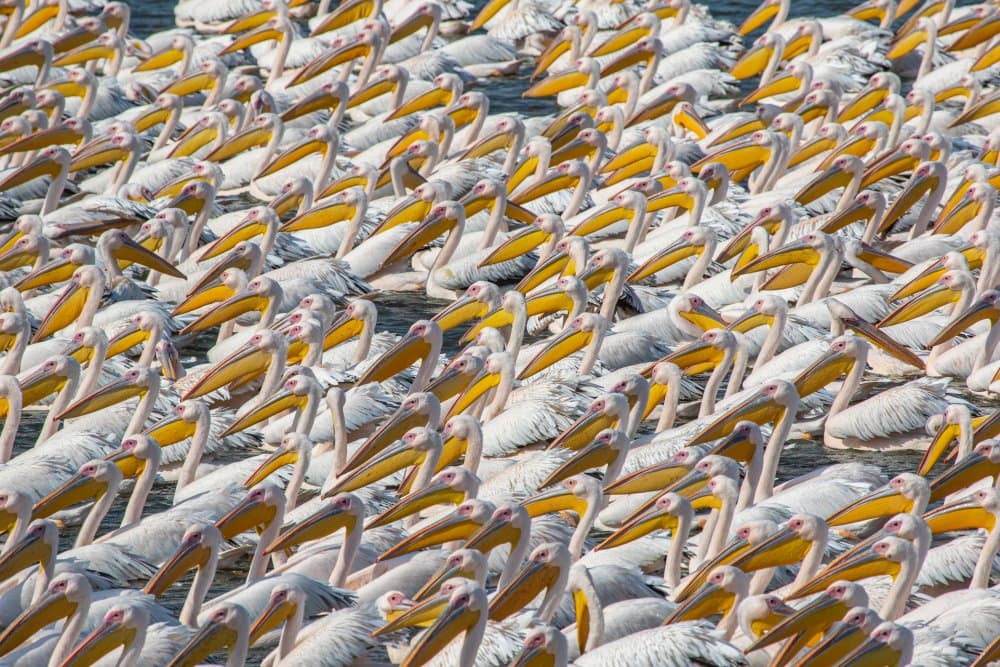 White Pelican Flock by Natalia Rublina — canvas wall art