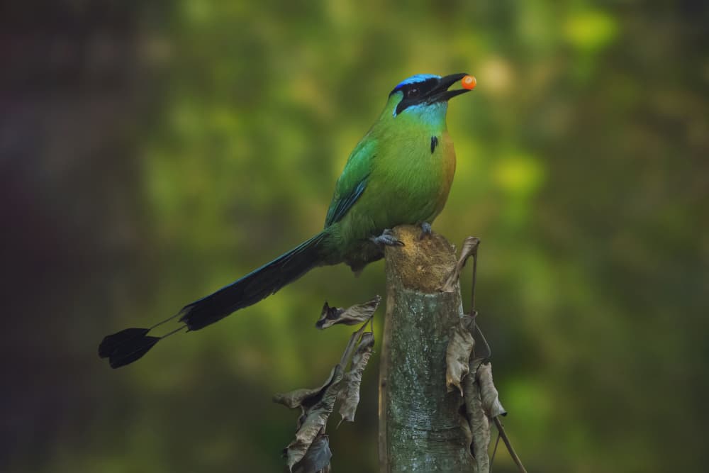 Vibrant Motmot Bird With Berry by Qing Zhao — canvas wall art