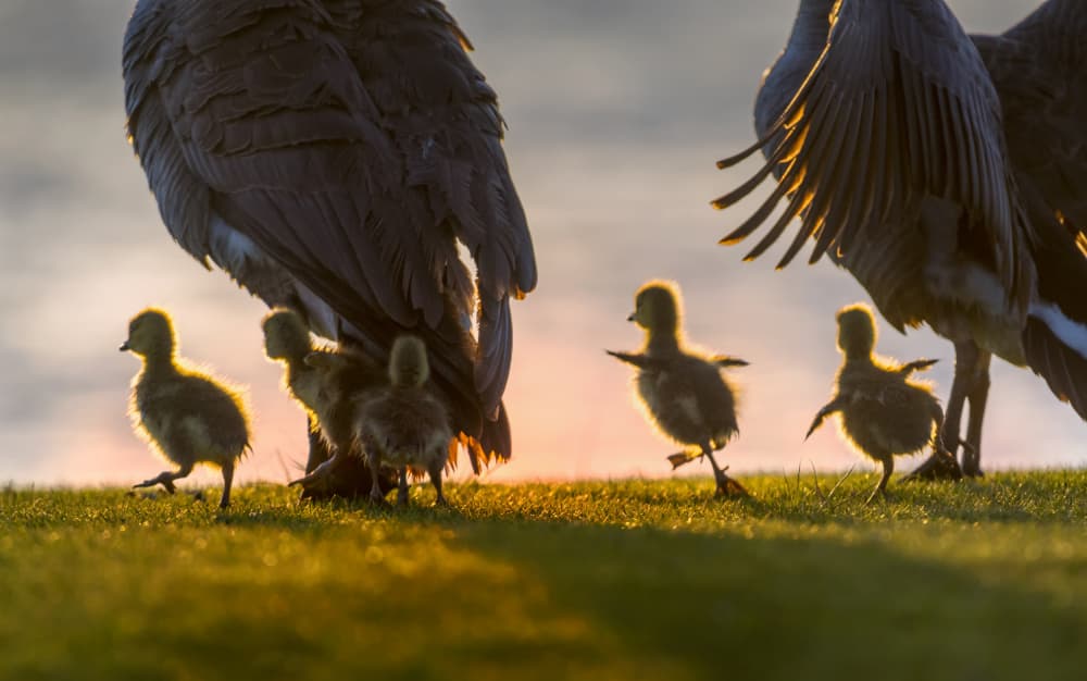 Golden Hour Goslings by Dawei Liu 金山大卫 — canvas wall art