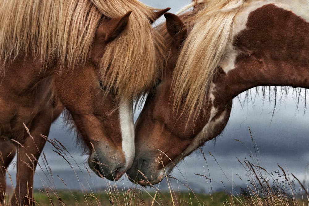 Friendly Nearness by Bragi Ingibergsson - BRIN — canvas wall art