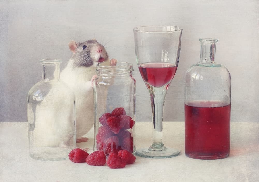 Curious Rat and Berries by Ellen van Deelen — canvas wall art