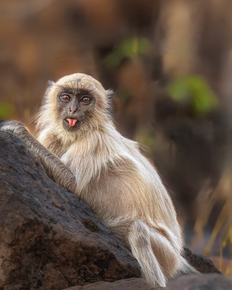 Mischievous Gray Langur by Yogesh Bhatia — canvas wall art