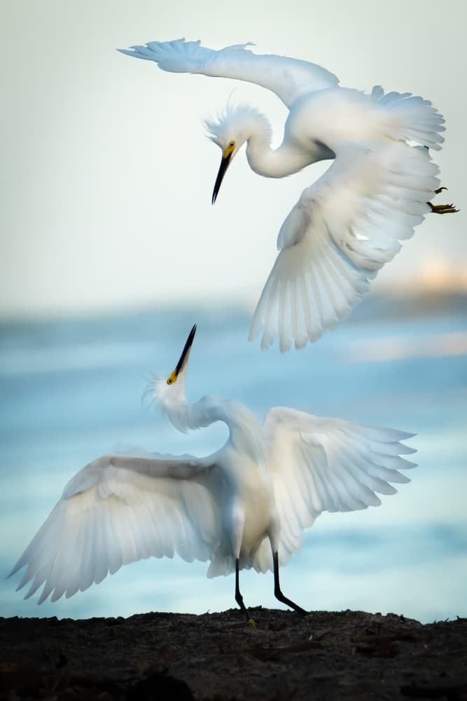 Egrets in Flight by Ali Khataw — canvas wall art