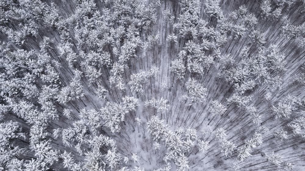 Snowy Forest Aerial View by Eser Karadag — canvas wall art