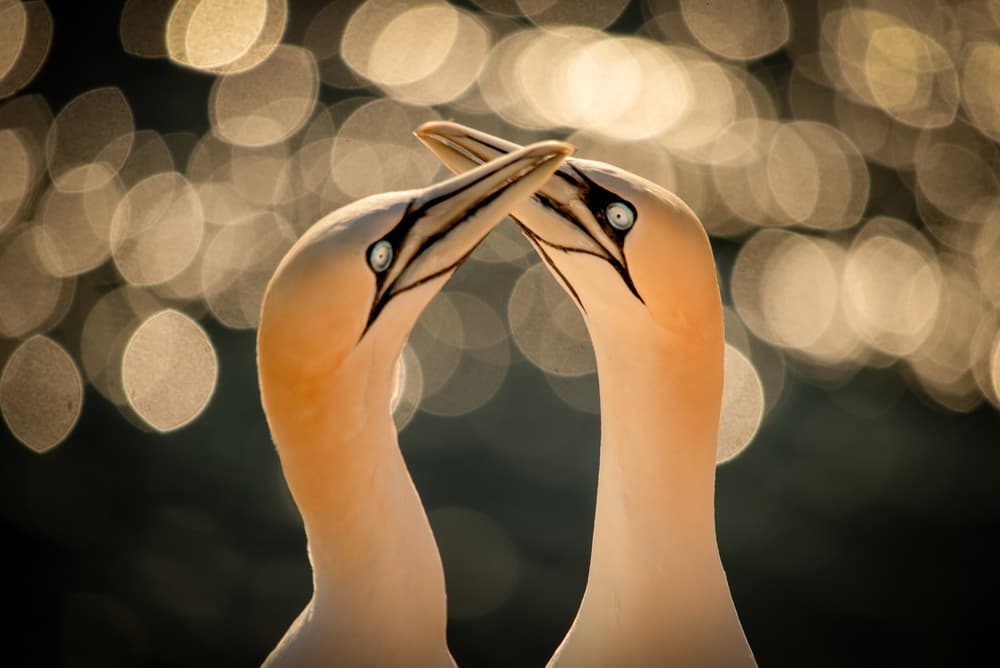 Gannets In Love by Piet Haaksma — canvas wall art