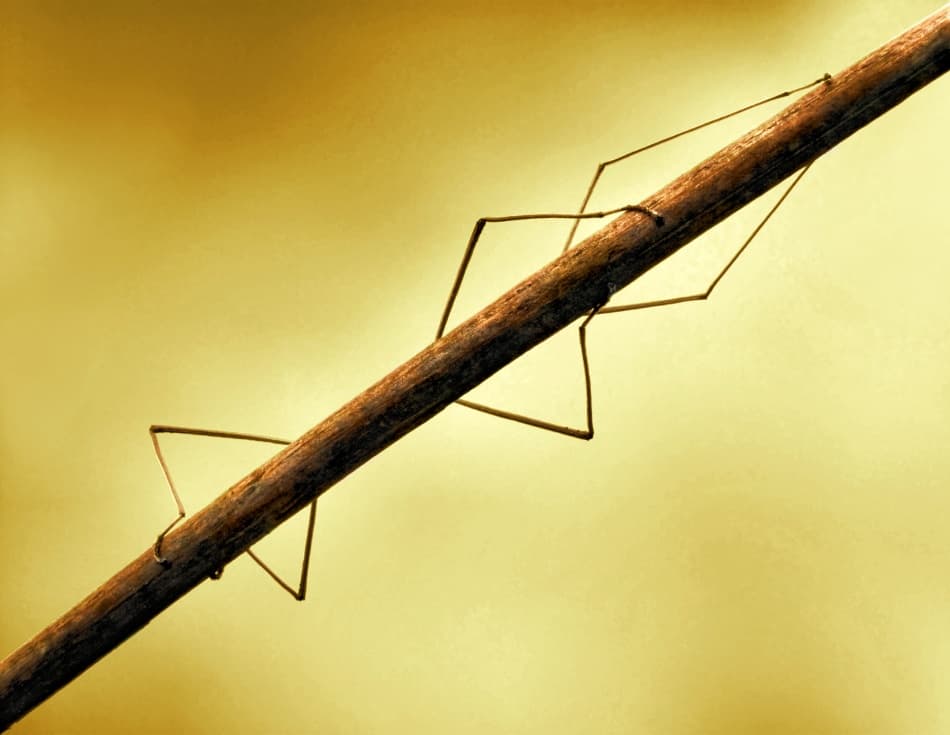 Camouflaged Stick Insect by Jimmy Hoffman — canvas wall art