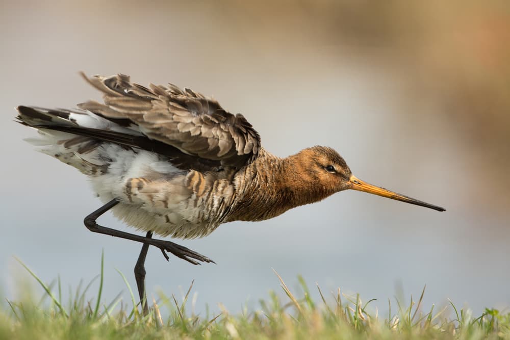 Godwit On One Leg by Annie Keizer — canvas wall art