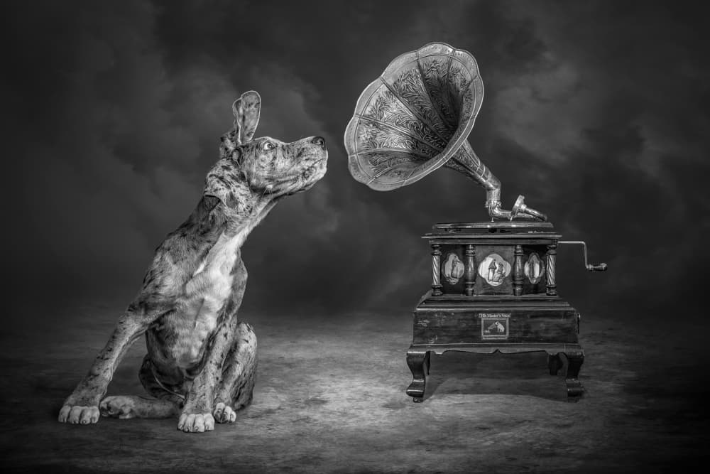 Curious Puppy Gramophone by Marcel Egger — canvas wall art