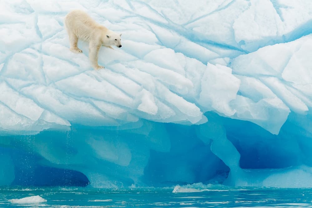 Arctic Polar Bear Iceberg by Joan Gil Raga — canvas wall art