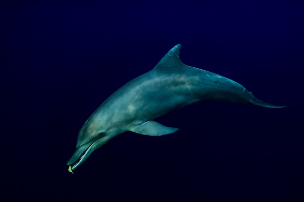 Deep Ocean Dolphin by Serge Melesan — canvas wall art