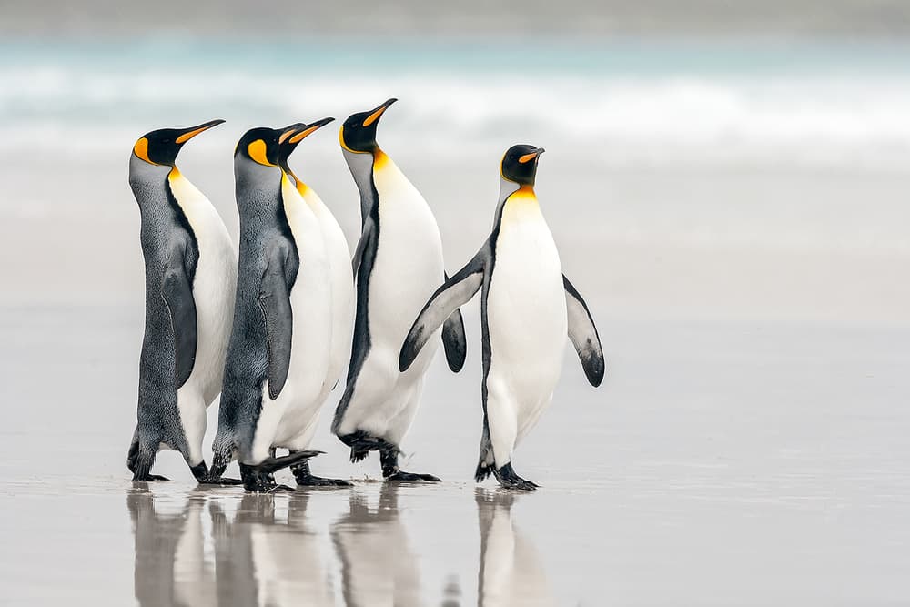King Penguin Beach Walk by Joan Gil Raga — canvas wall art