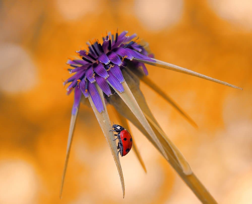 Ladybug on Purple Flower by Thierry Dufour — canvas wall art