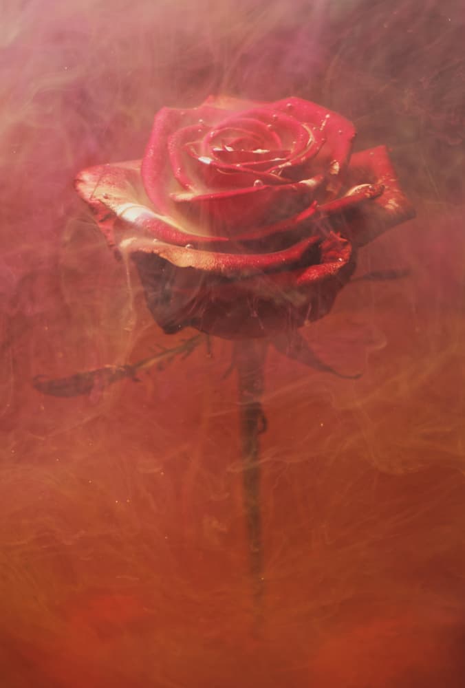 Crimson Rose Cloud by engin akyurt — canvas wall art
