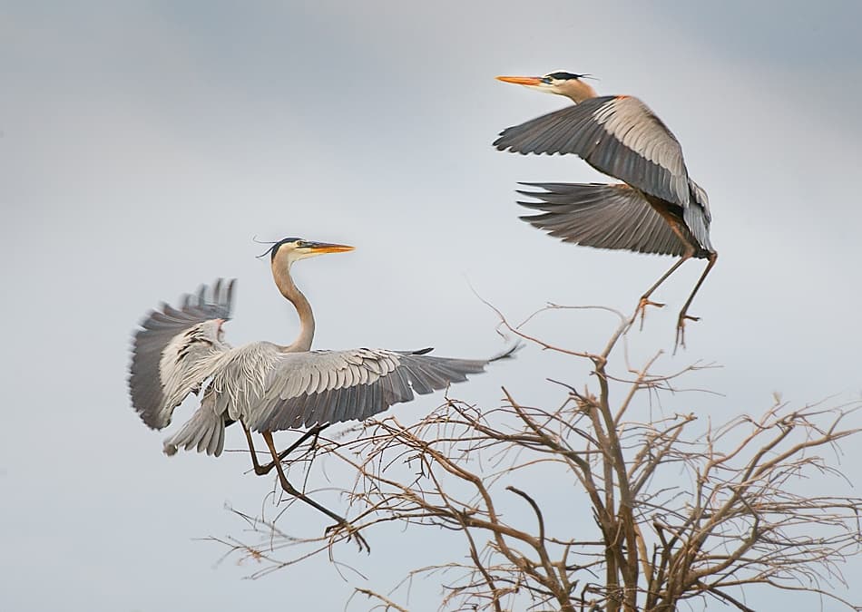 Herons Landing by Fabiola Forns — canvas wall art
