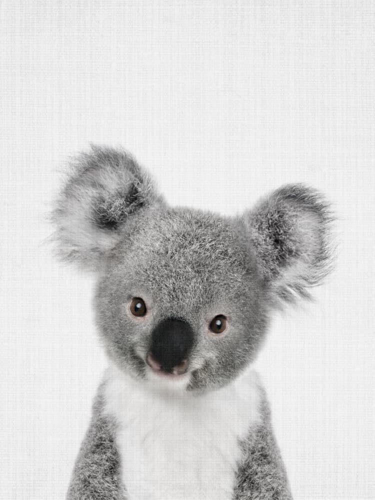 Cute Baby Koala by Lila &amp; Lola — canvas wall art