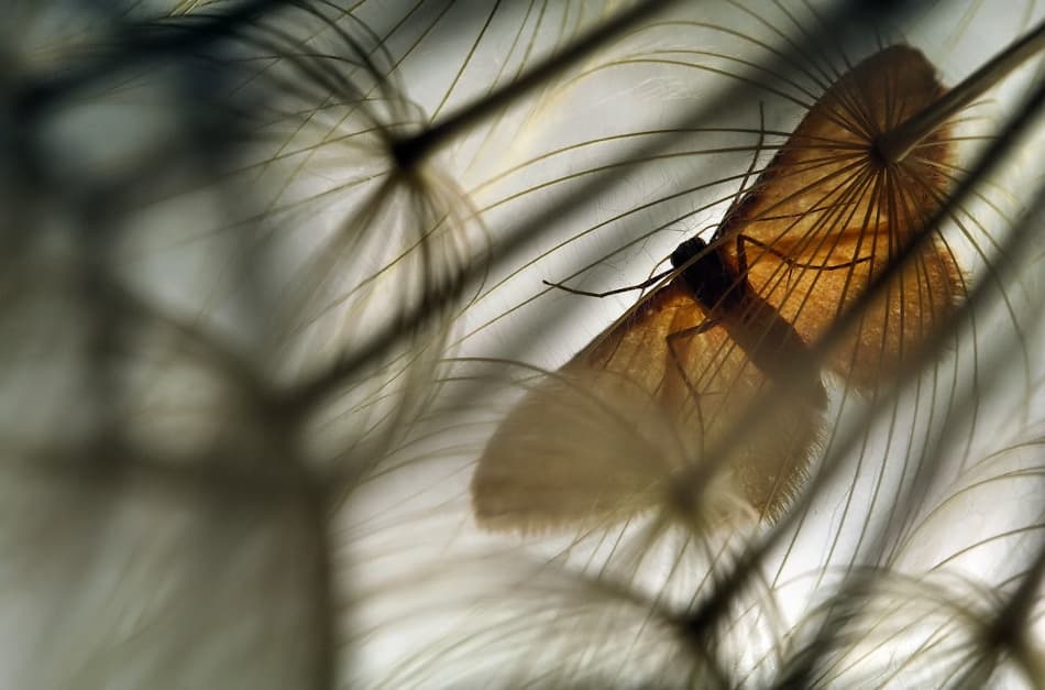 Ethereal Moth on Seed by Jimmy Hoffman — canvas wall art