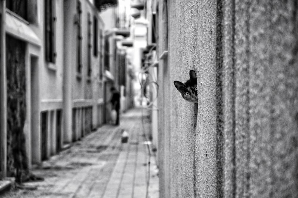 Curious Alley Cat by Ali Ayer — canvas wall art