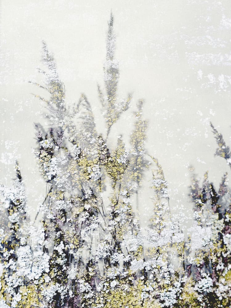 Frosted Golden Reeds by Imaginative — canvas wall art
