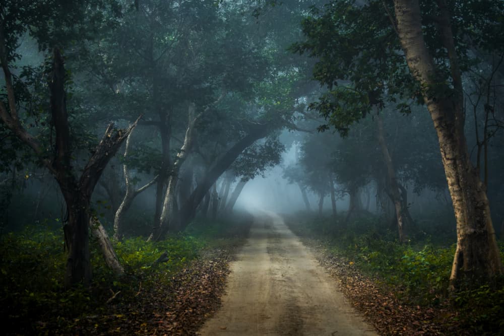 Misty Forest Path by Anita Singh — canvas wall art