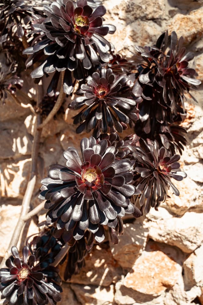 Dark Succulents on Stone by Henrike Schenk — canvas wall art