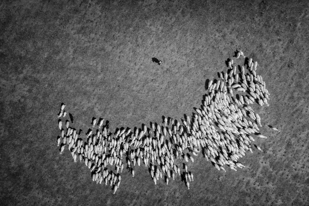 Aerial Sheep Herding by Zhou Chengzhou — canvas wall art