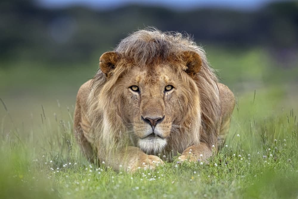 Majestic African Lion by Alessandro Catta — canvas wall art