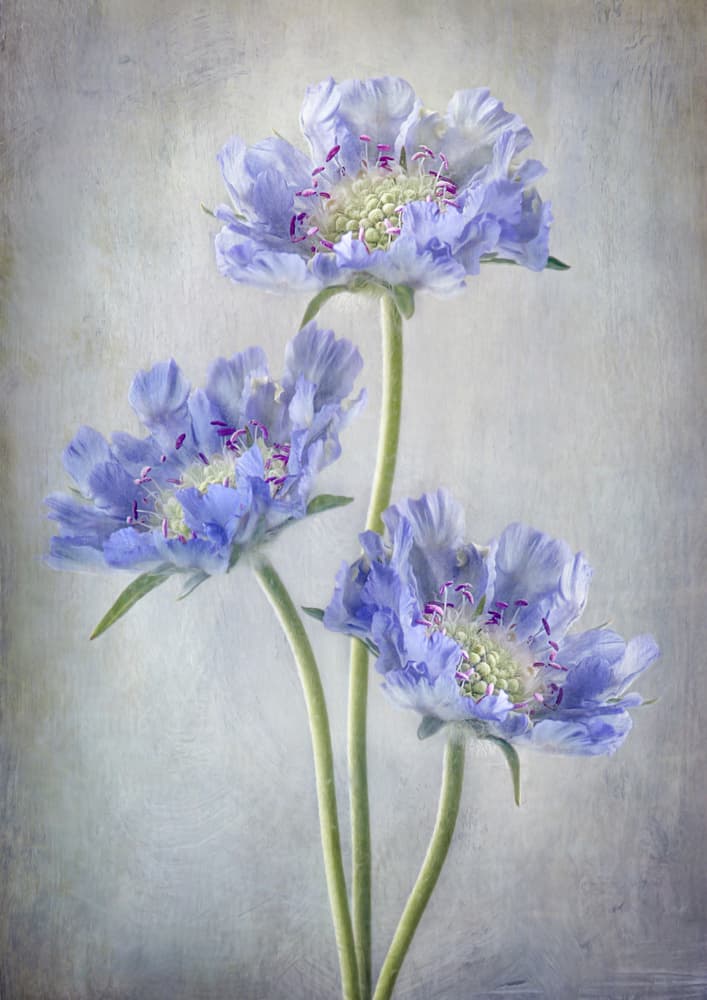 Scabiosa by Mandy Disher — canvas wall art